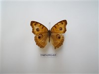 藏品(眼蛺蝶)的圖片